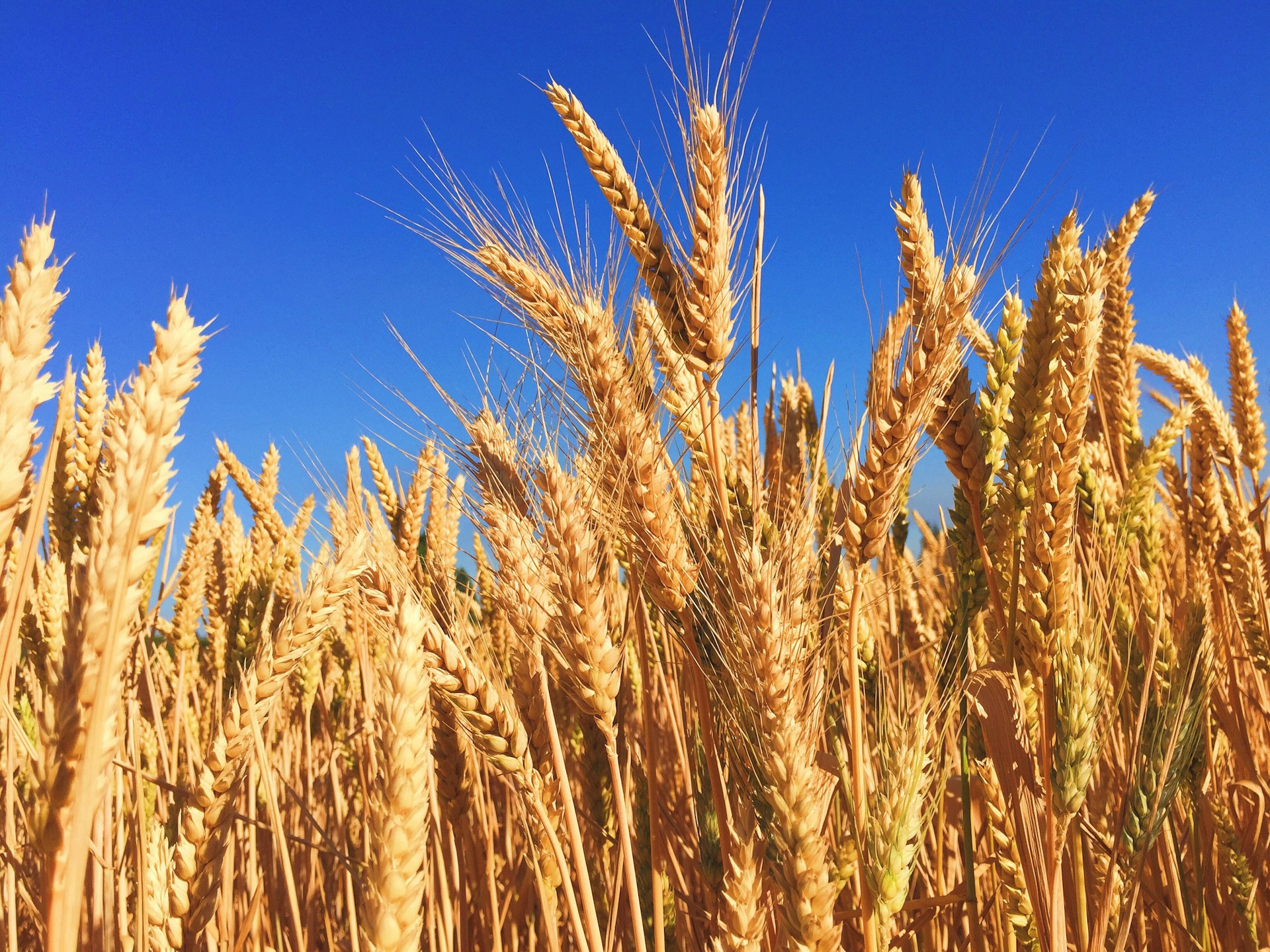 Cover Image for Autismo y el Consumo de Gluten: Explorando la Relación y los Mitos